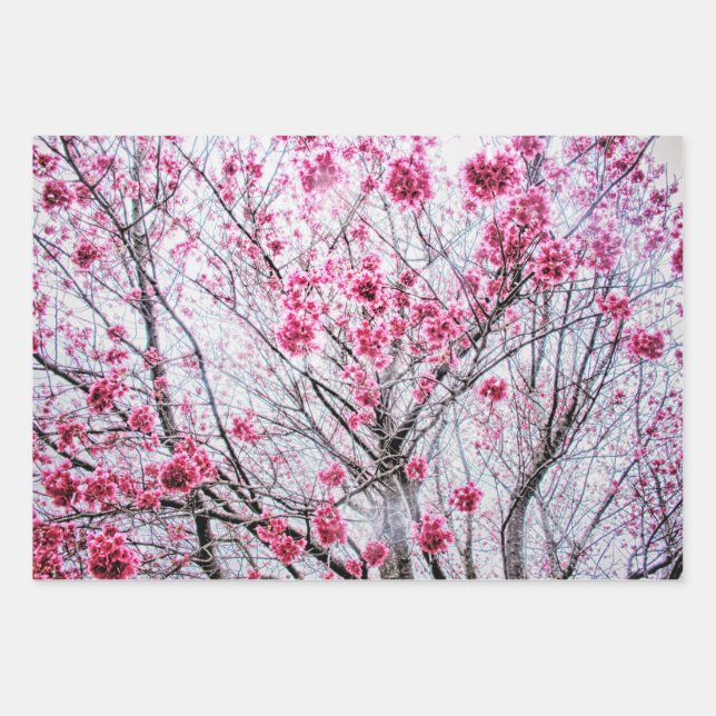 Branches and Blooms of a Cherry Tree Wrapping Paper Sheet (Front)