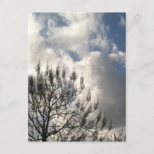 Branches in the Clouds Postcard