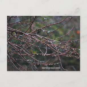 Branches in the Rain Blue Beach Song™ Postcard