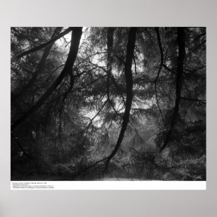 Branches, into sun, UC Santa Cruz, 1963 Poster