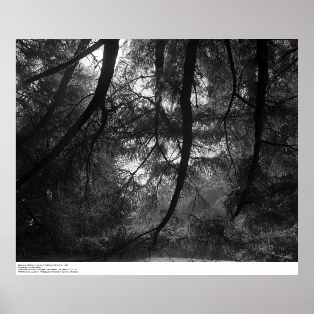 Branches, into sun, UC Santa Cruz, 1963 Poster (Front)