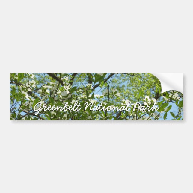 Branches of Dogwood Blossoms Spring Trees Bumper Sticker (Front)