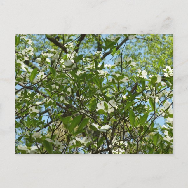 Branches of Dogwood Blossoms Spring Trees Postcard (Front)