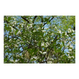 Branches of Dogwood Blossoms Spring Trees Poster