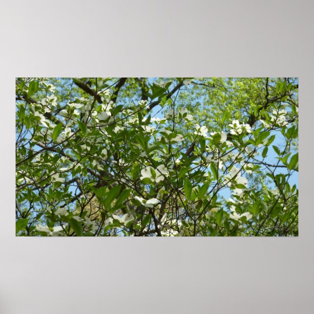 Branches of Dogwood Blossoms Spring Trees Poster (Front)