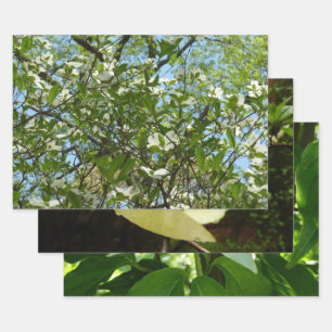 Branches of Dogwood Blossoms Spring Trees Wrapping Paper Sheet