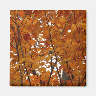 Branches of Maple Leaves I Orange Autumn Magnet