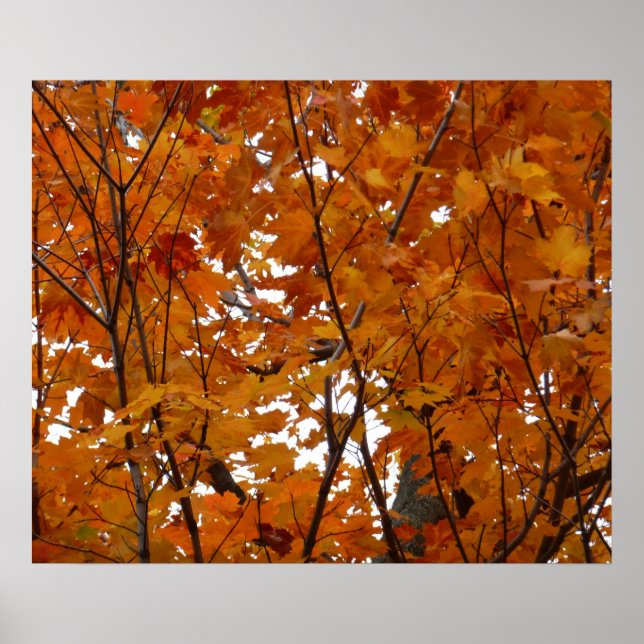 Branches of Maple Leaves I Orange Autumn Poster (Front)