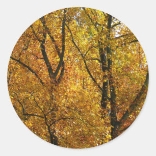 Branches of Yellow Leaves Bright Autumn Colourful Classic Round Sticker