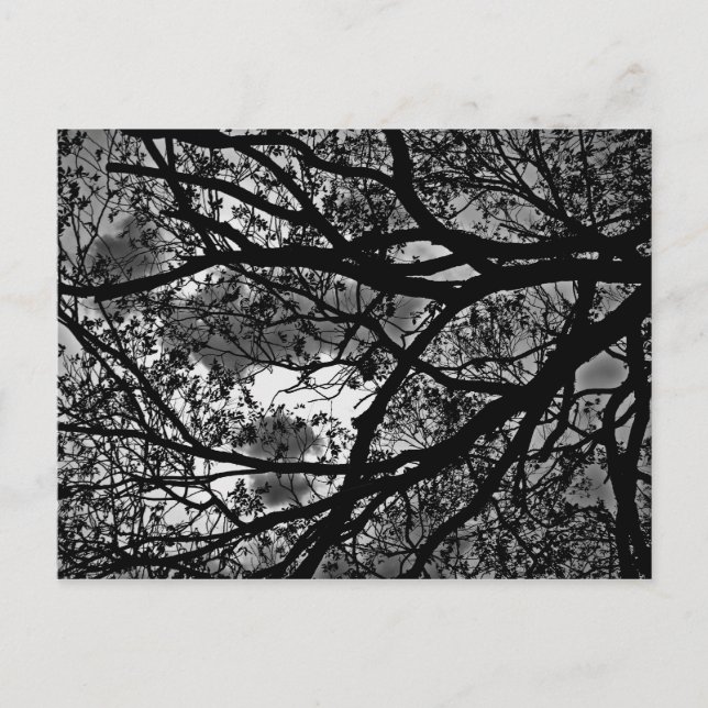 Branches post card (Front)