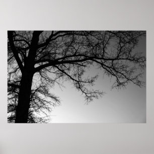 Branches Poster