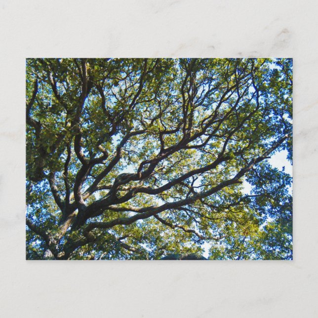Branching Out Postcard (Front)