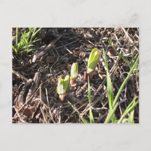 Brand-new milkweed plants announcement postcard