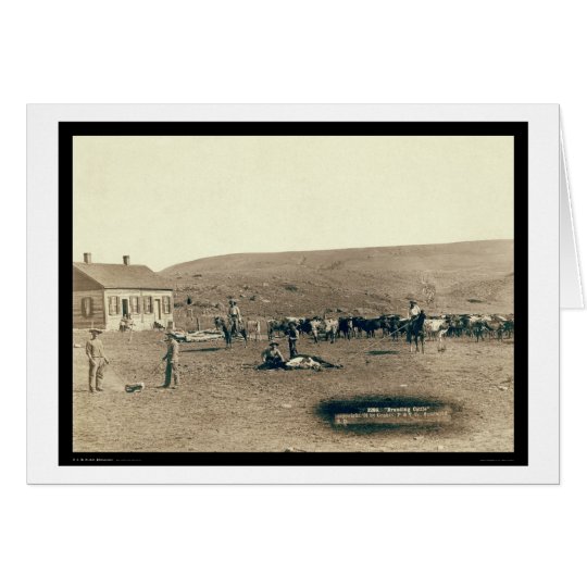 Branding Cattle SD 1891 Card