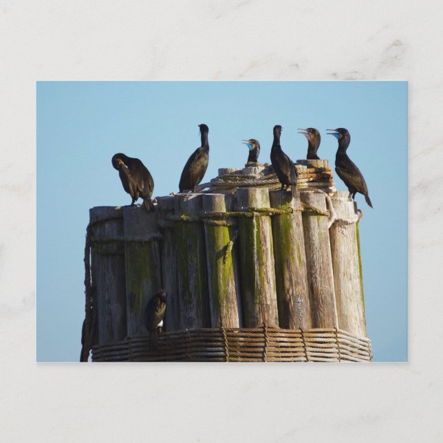 Brandt's Cormorant Postcard (Front)