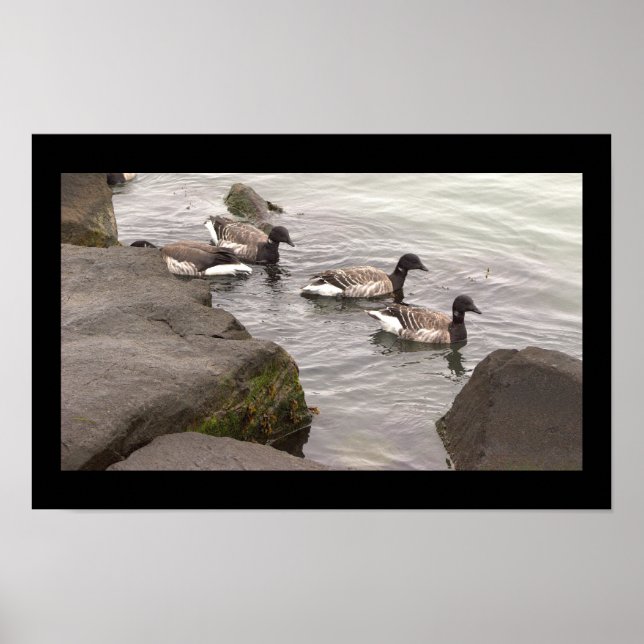 Brant Geese in Ocean Poster (Front)