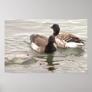 Brant Geese in Ocean Poster