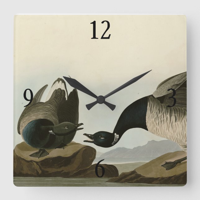 Brant Goose (Brant) from Audubon Birds of America Square Wall Clock (Front)