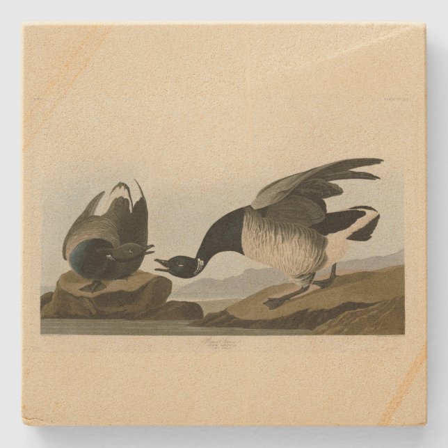 Brant Goose (Brant) from Audubon Birds of America Stone Coaster (Front)