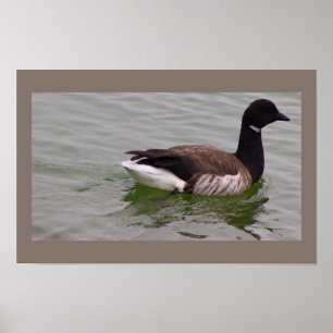 Brant Goose Photo Poster