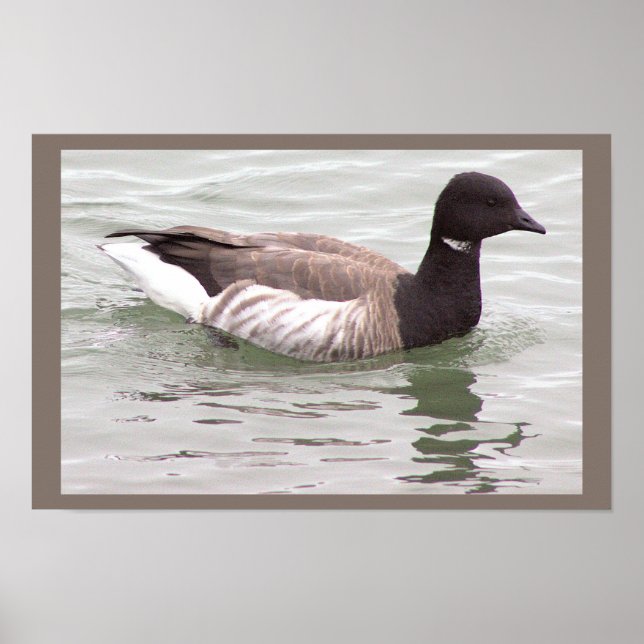 Brant Goose Photo Poster (Front)