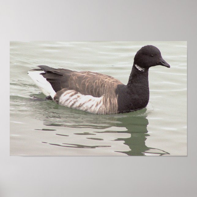 Brant Goose Photo Poster (Front)