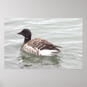 Brant Goose Photo Poster