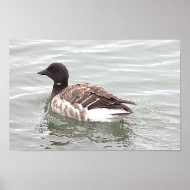 Brant Goose Photo Poster (Front)