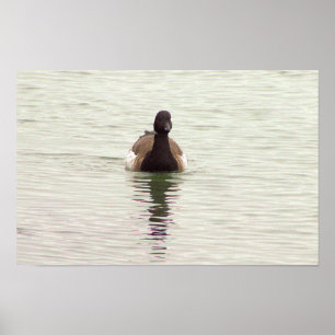 Brant Goose Photo Poster