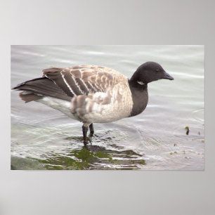 Brant Goose Photo Poster