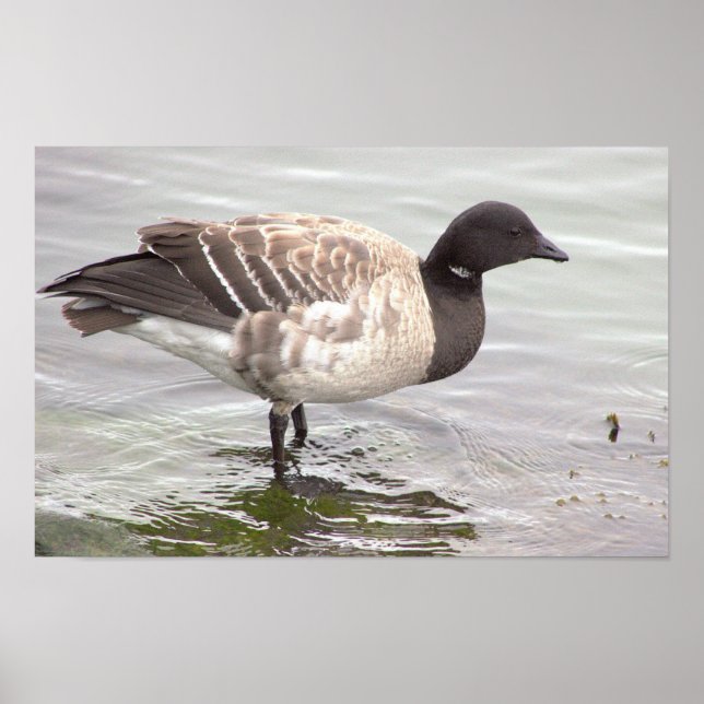 Brant Goose Photo Poster (Front)