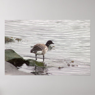 Brant Goose Photo Poster