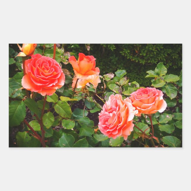 Brass Band Rose #1 Rectangular Stickers (Front)