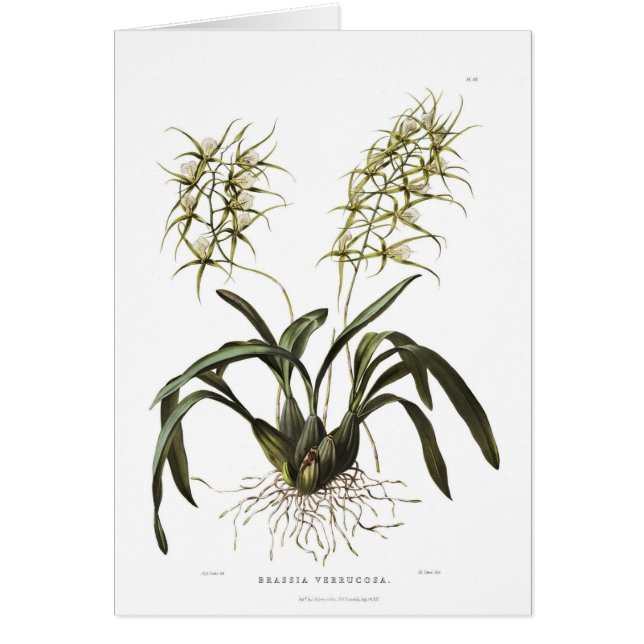 Brassia verrucosa (Front)