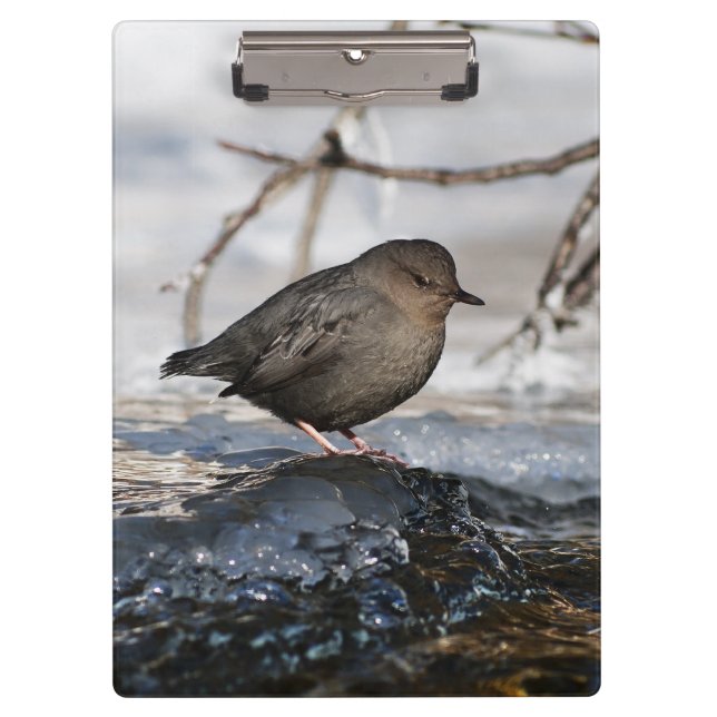 Brave American Dipper Clipboard (Front)