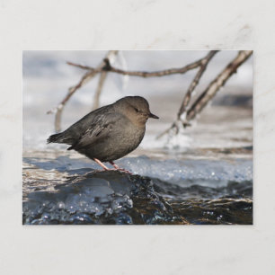 Brave American Dipper Postcard
