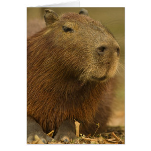 Brazil, Pantanal, Matto Grosso. Capybara