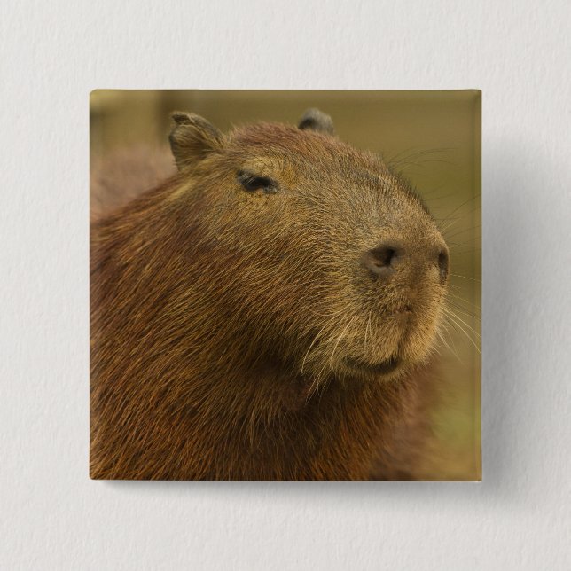 Brazil, Pantanal, Matto Grosso. Capybara 15 Cm Square Badge (Front)