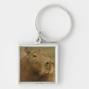 Brazil, Pantanal, Matto Grosso. Capybara Key Ring