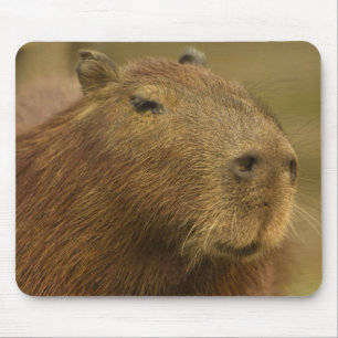 Brazil, Pantanal, Matto Grosso. Capybara Mouse Pad