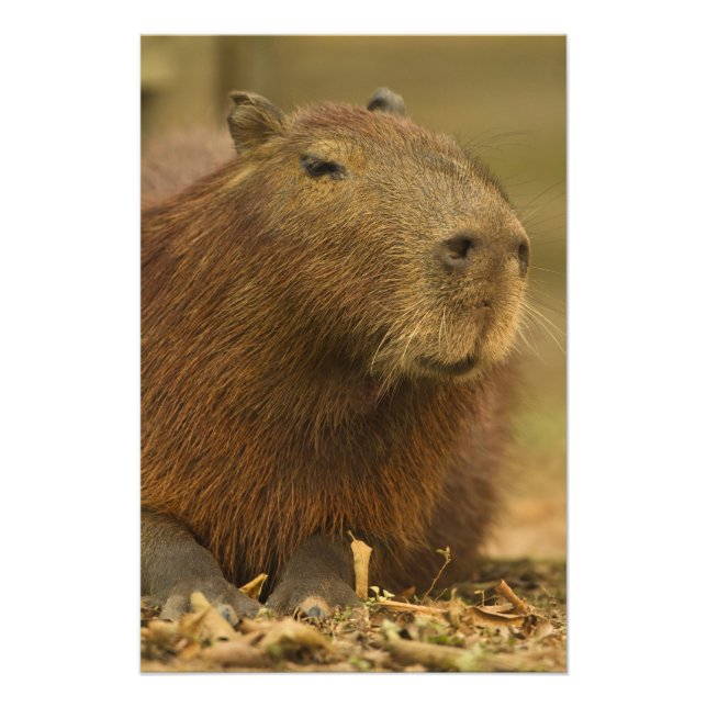 Brazil, Pantanal, Matto Grosso. Capybara Photo Print (Front)