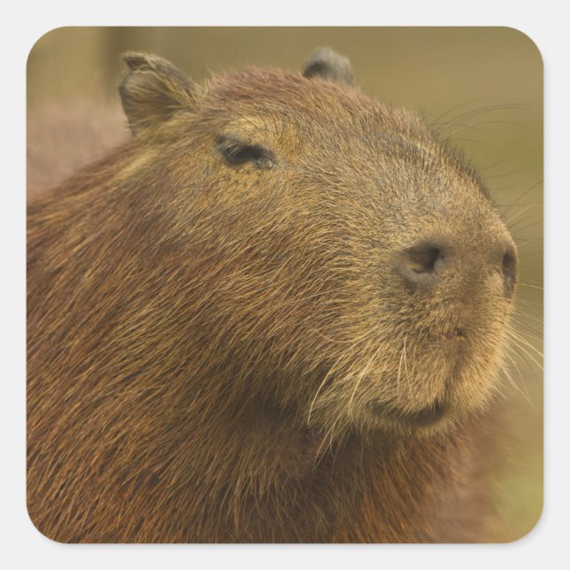 Brazil, Pantanal, Matto Grosso. Capybara Square Sticker (Front)