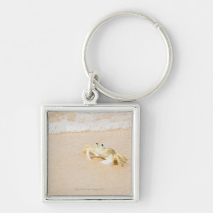 Brazil, Rio de Janeiro, Buzios, Crab on Key Ring