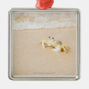 Brazil, Rio de Janeiro, Buzios, Crab on Metal Tree Decoration