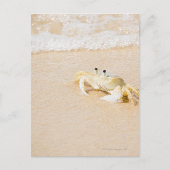 Brazil, Rio de Janeiro, Buzios, Crab on Postcard (Front)