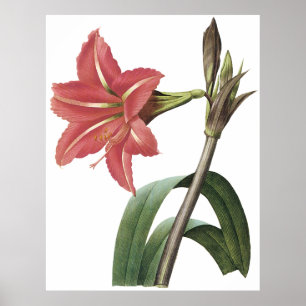 Brazilian Amaryllis Poster