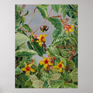 Brazilian Climbing Shrub and Humming Birds Poster