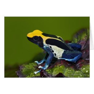 Brazilian Cobalt Dart Frog, Dendrobates