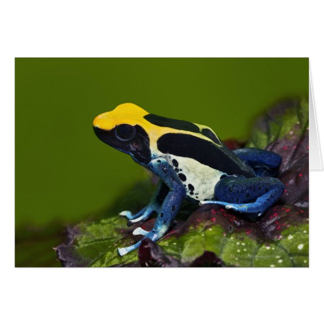 Brazilian Cobalt Dart Frog, Dendrobates (Front Horizontal)