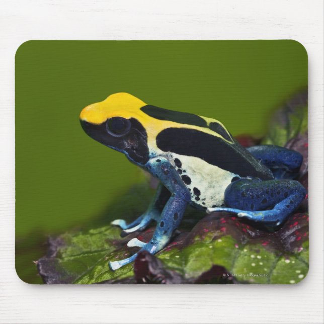 Brazilian Cobalt Dart Frog, Dendrobates Mouse Pad (Front)